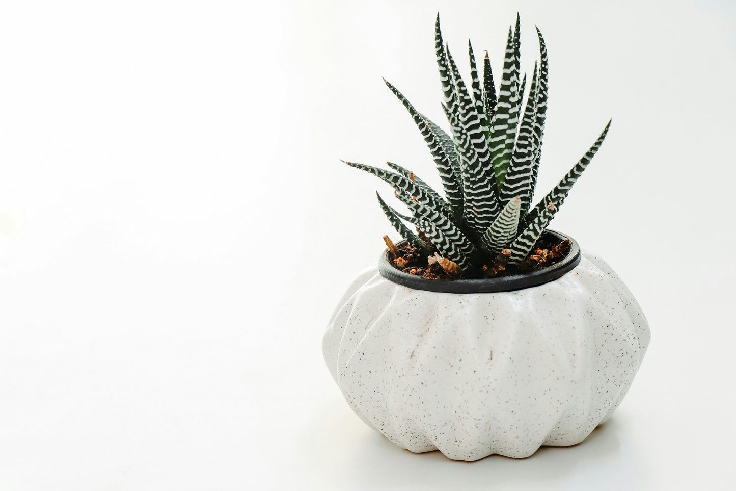 Desk Plant