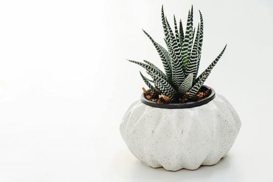 Desk Plant